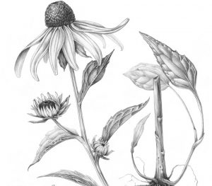 Plant Forms Graphite with Mindy Lighthipe
