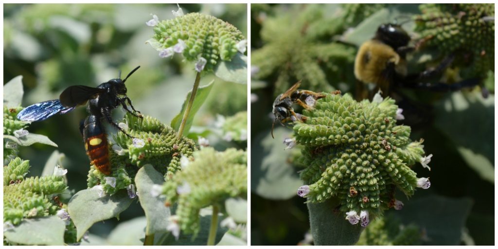 Plants for pollinators like this mountain mint (Pycnanthemum muticum) with wasps and bees.