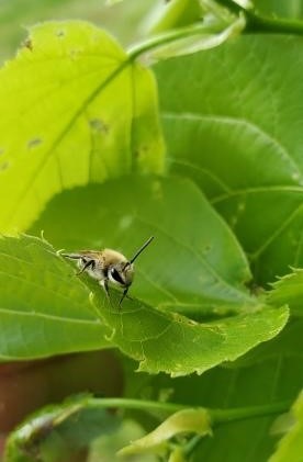 Squash bee on a squash leaf