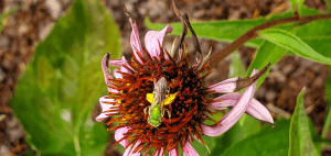 a green sweat bee on a flower