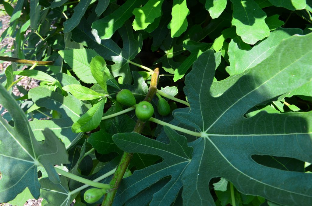 Brown Turkey Fig fruit in the Children's Garden. Fig wasps distribute fig pollen, enabling the plant to make seeds and reproduce.