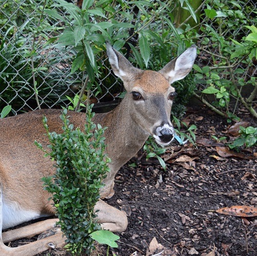 Keep the Animals Out!