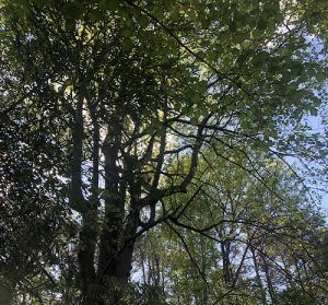 Forest Therapy Retreat