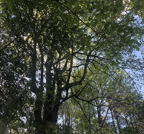 Forest Therapy Retreat