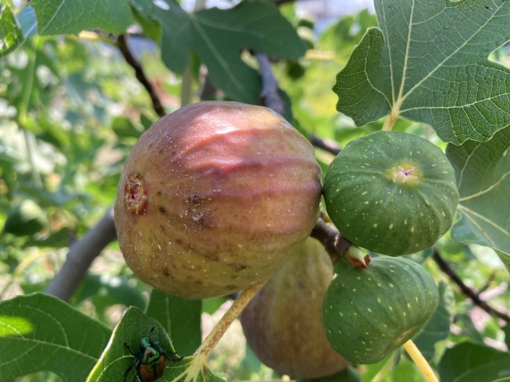 Brown turkey figs