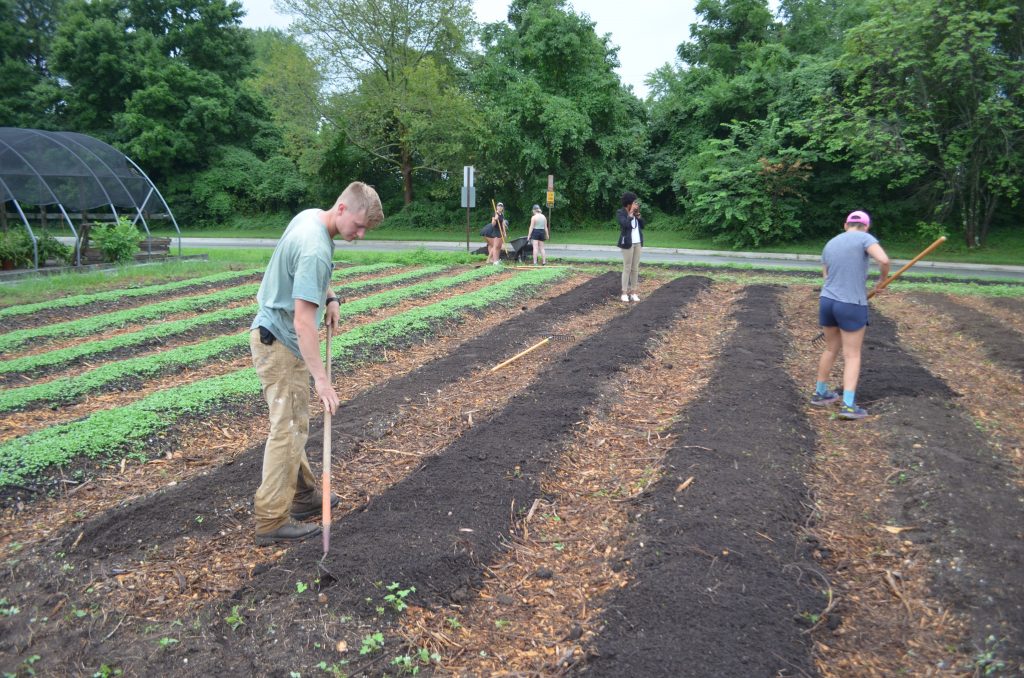 Sustainable Agriculture Gardener Conor Collins planting kale.