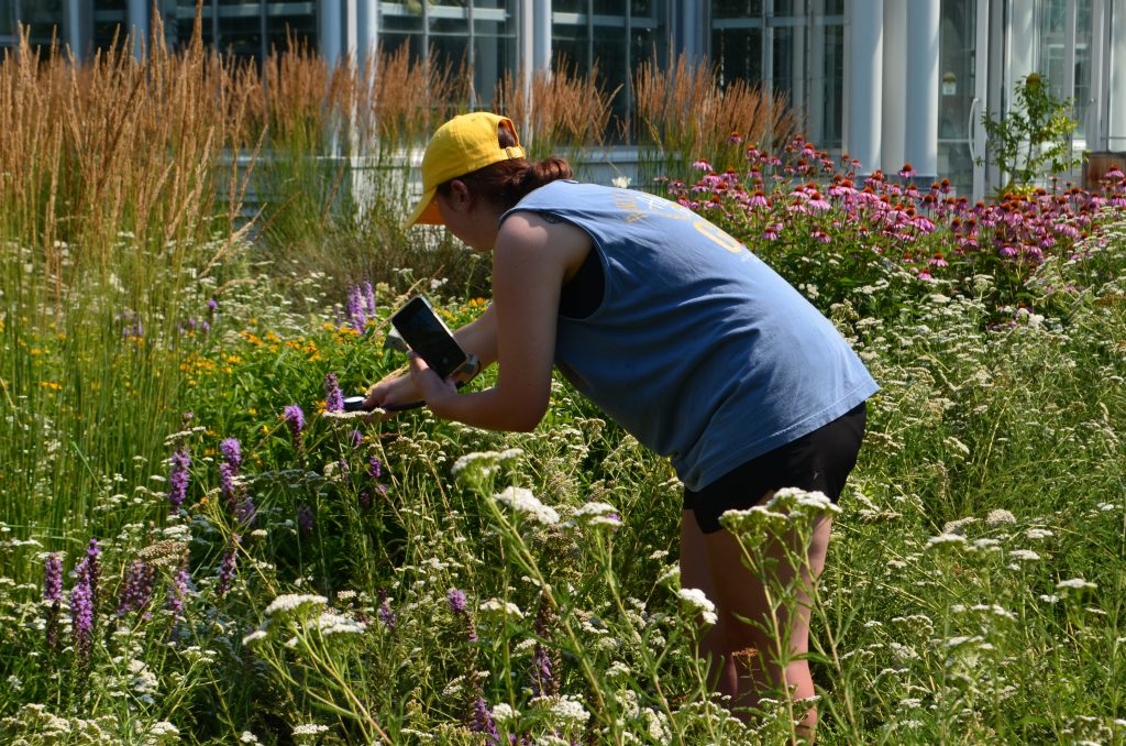 Allison Ortiz collecting pollinator DNA