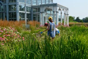 Research assistants collecting Pollinator DNA from two species of plants.