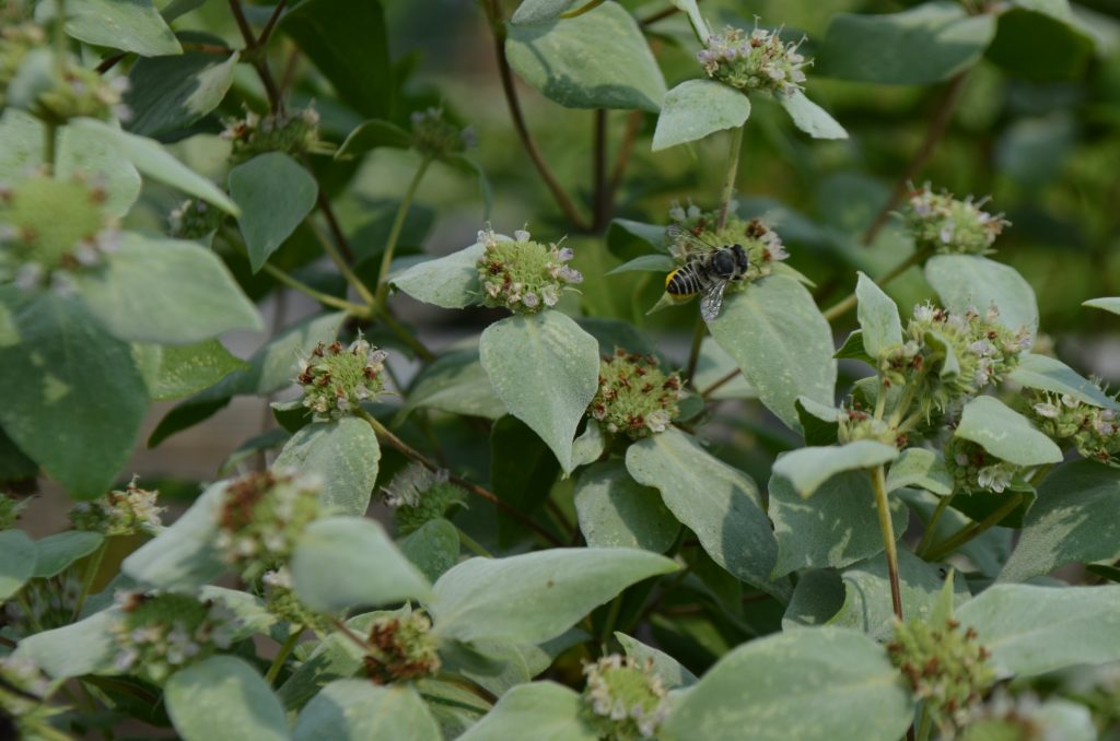 A leaf-cutter bee on mountain mint.