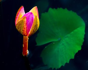 Water lily bud - by Tom Hennessy