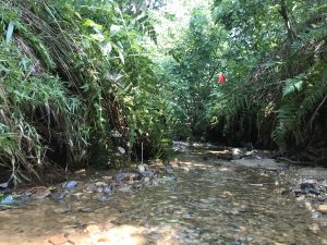 The Glen Stream when viewed from the actual streambed.