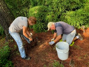 Volunteer Susan Bateman works along with another volunteer