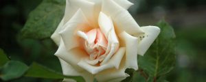 A light pink Waller Smith tea rose