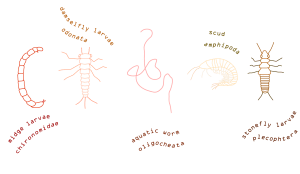A few of the macroinvertebrates we found in the Glen Stream