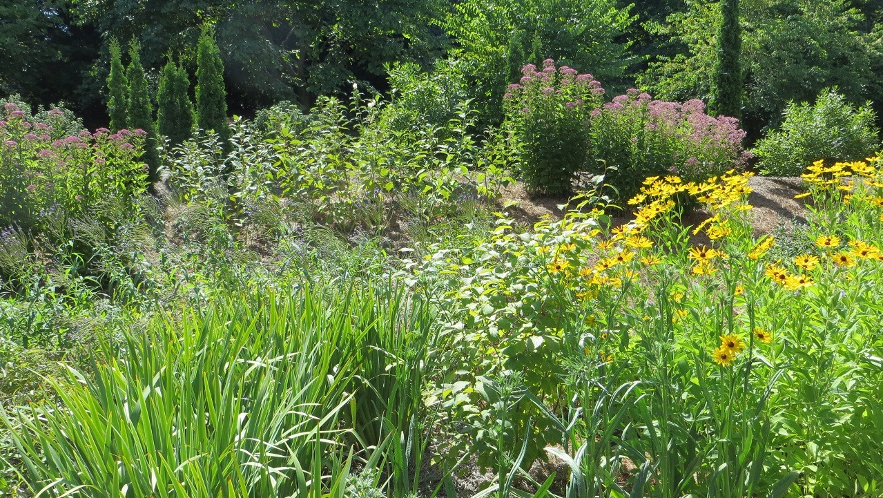 Creating a Backyard Wildlife Habitat