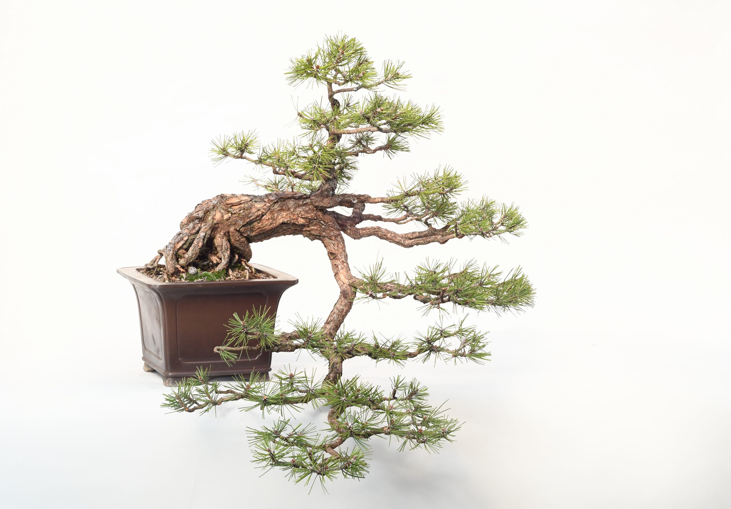 Bonsai tree -- Austrian Pine Image by Tim Snyder