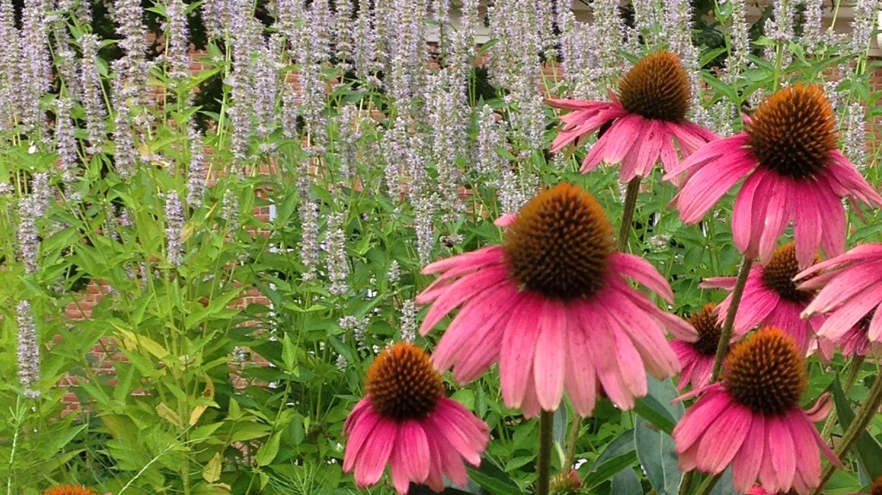 All About Perennials