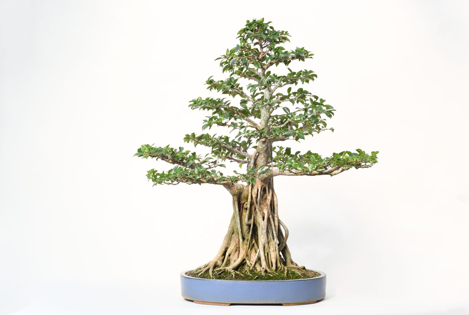 Bonsai Exhibit Lewis Ginter Botanical Garden