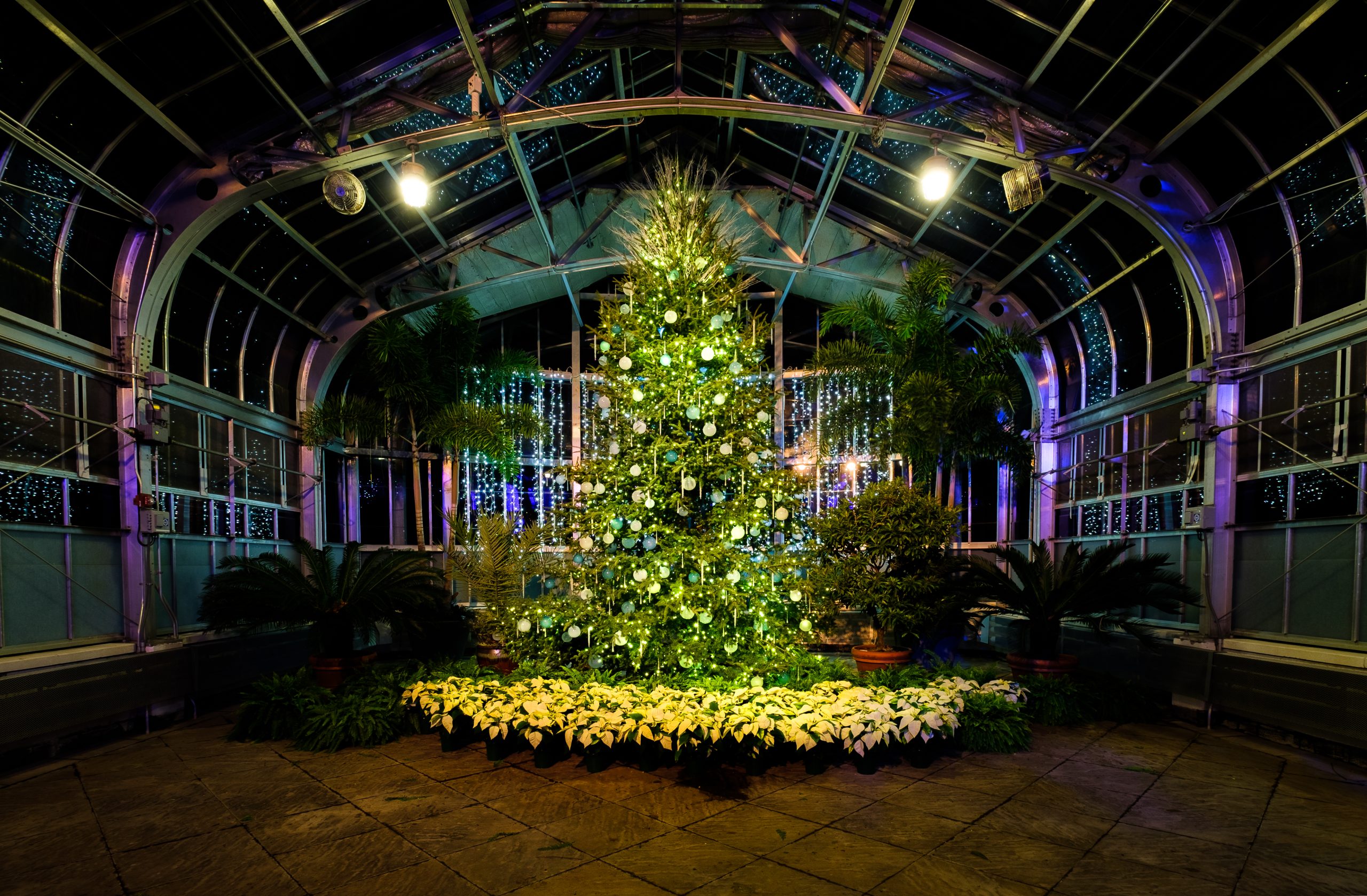 Live Holiday Tree in the Conservatory Harlow Chandler Lewis Ginter