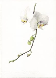 Watercolor Techniques: White Flowers-Using Light and Shadow to Create Form