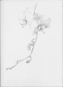Graphite Techniques - white flowers