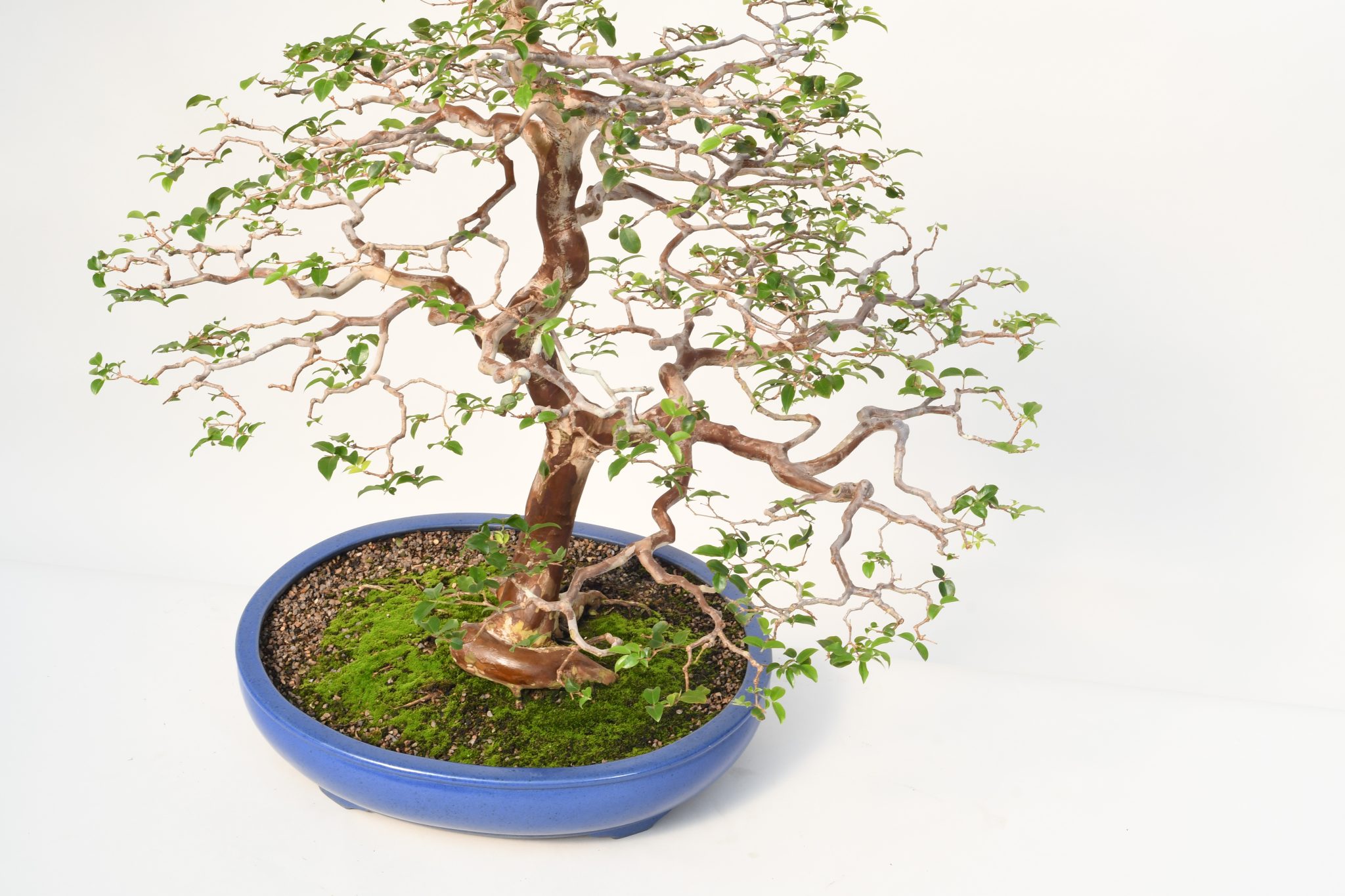 Bonsai Take Flight Ancient Traditions Come Alive Lewis Ginter