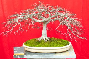 Bonsai tree, Image by Tom Hennessy