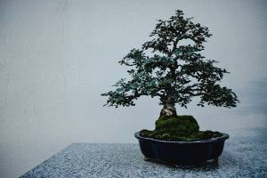 Bonsai tree from Pexels. Image by Eva Elijas