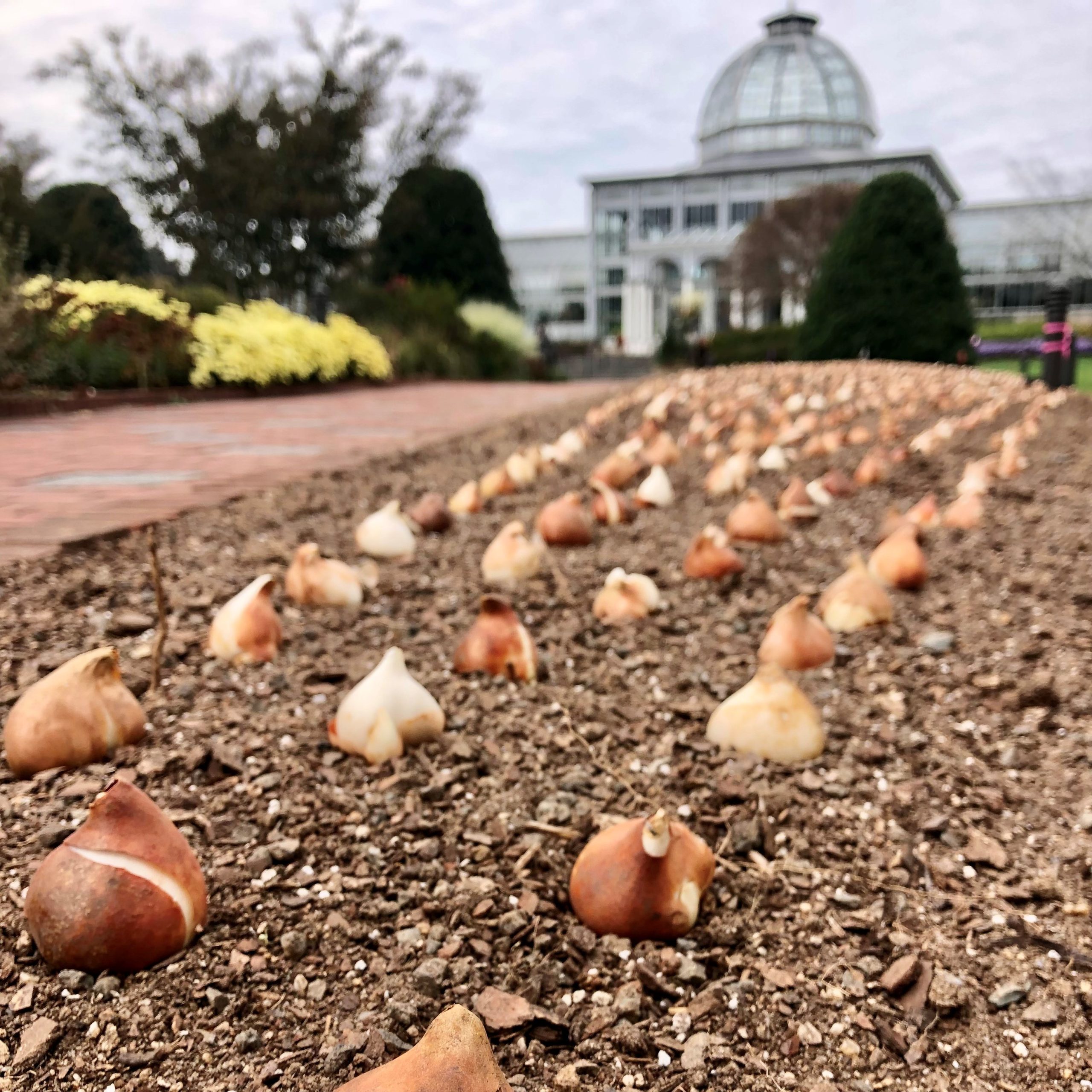 Looking back at 2021 we remember all the bulbs planted for spring 2022