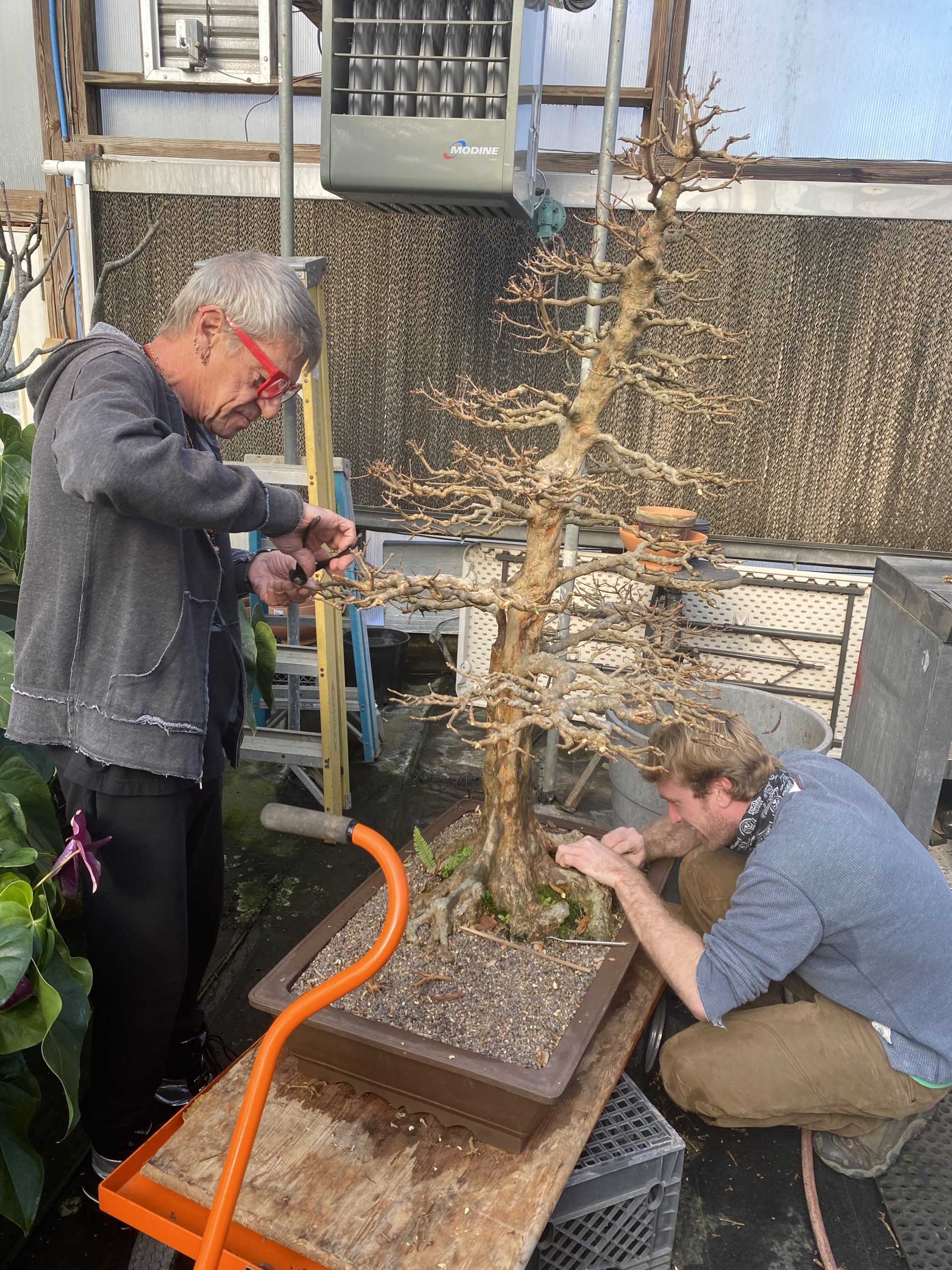 Ryan Olsen works on a bonsai tree with Chilton