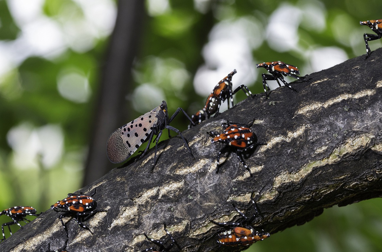 Spotted Lanternfly Pesticide Recertification Day