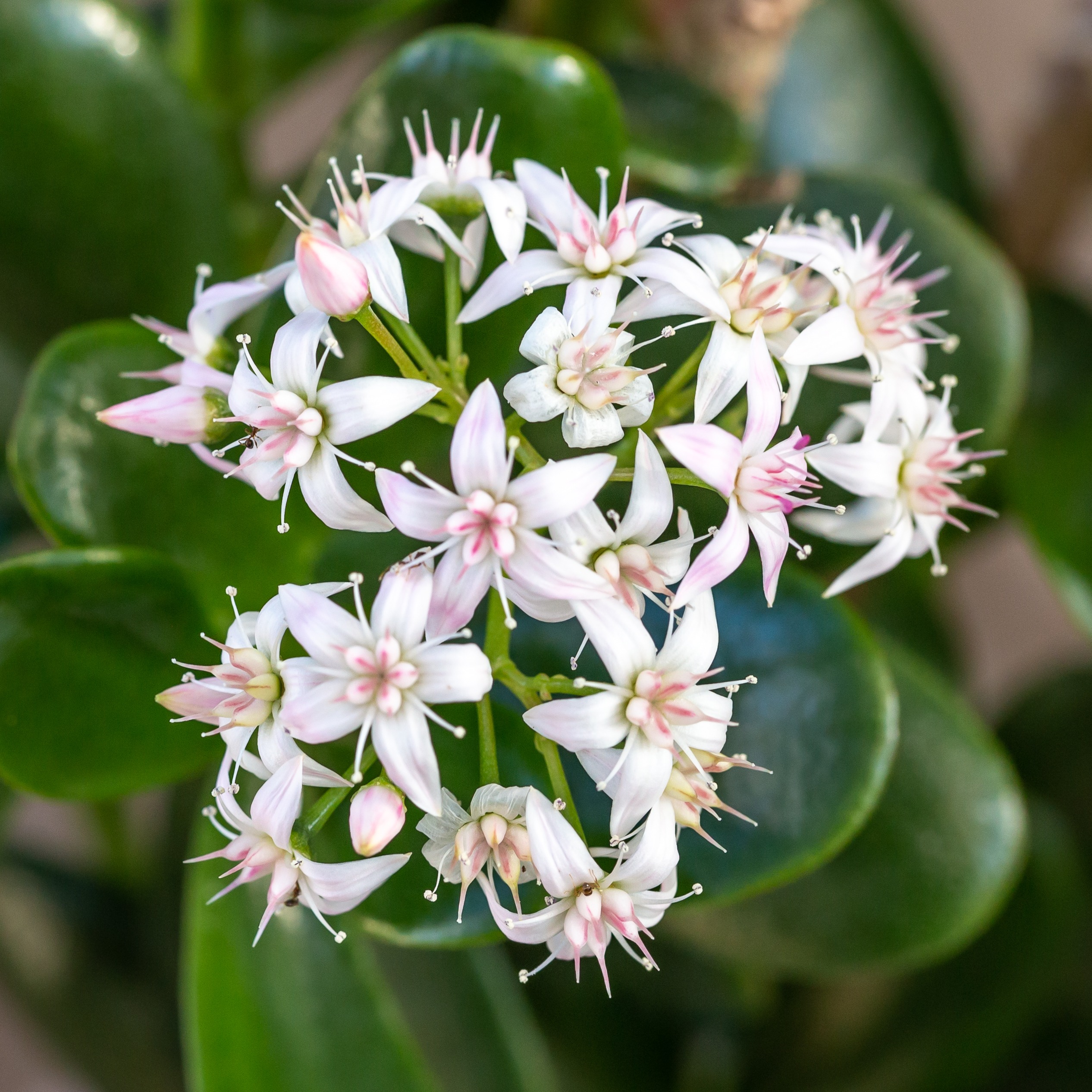 Crassula ovata is a common houseplant that rarely blooms, but here we have beautiful white and pink starlike blossoms.