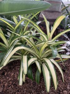 dracaenea in the conservatory