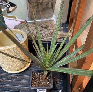 draceana in the garden shop