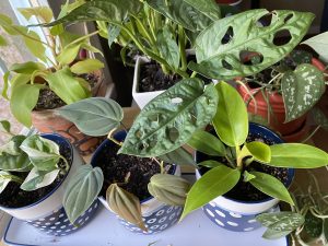 Laurel Matthew's own pothos plants
