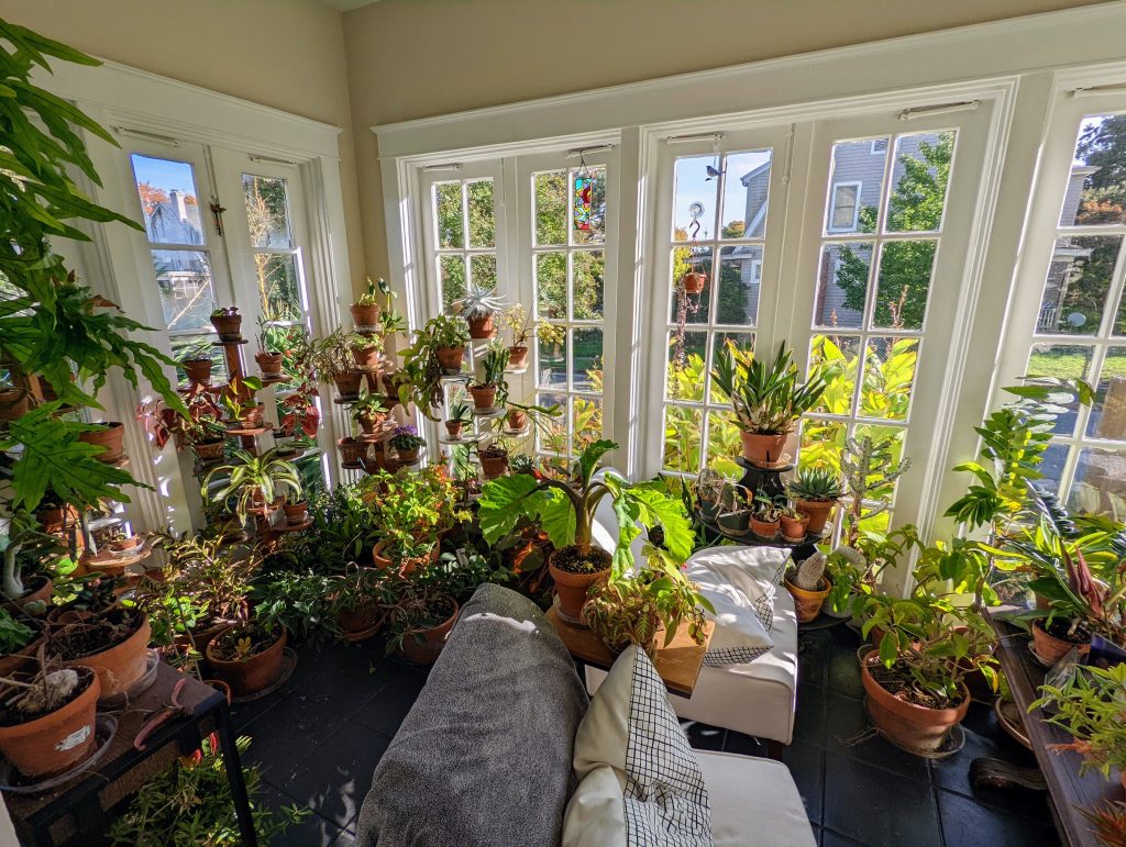 Brian Trader's houseplant collection