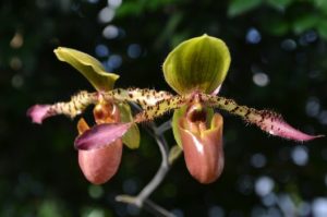 orchid