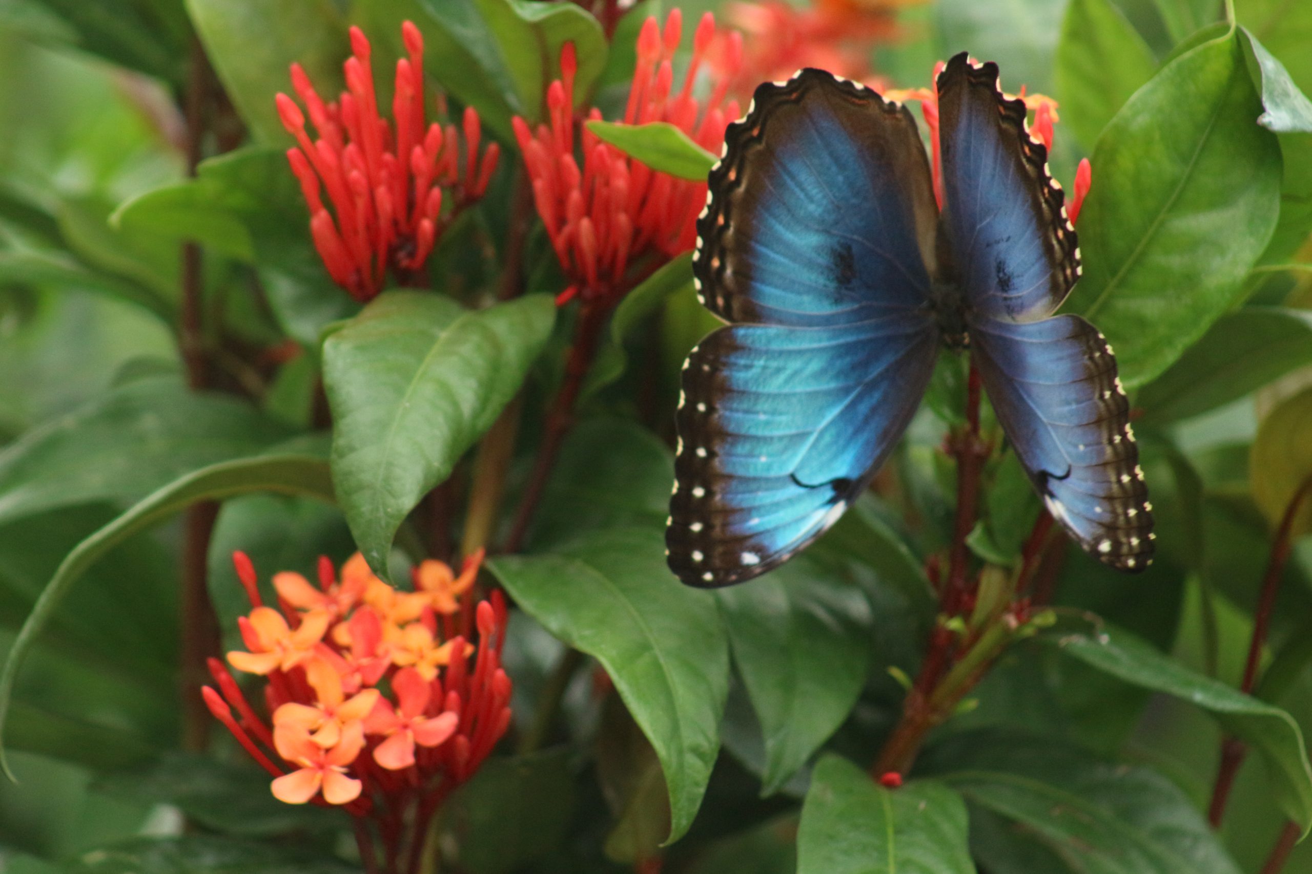 blue morpho butterfly in the Conservatory with flowers