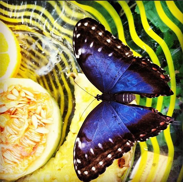 Blue morpho butterfly feeding on rotting fruit