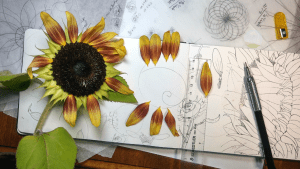 Graphite Techniques: Sunflowers