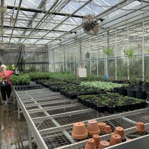 Plantfest prep in the greenhouse