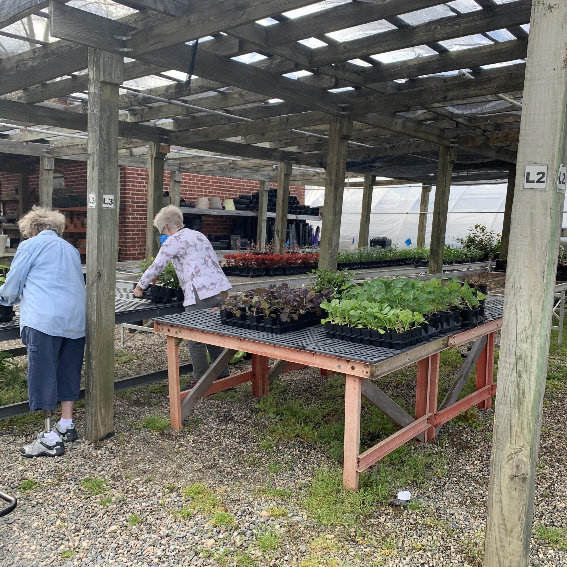 volunteers prepping plants for the spring plant sale