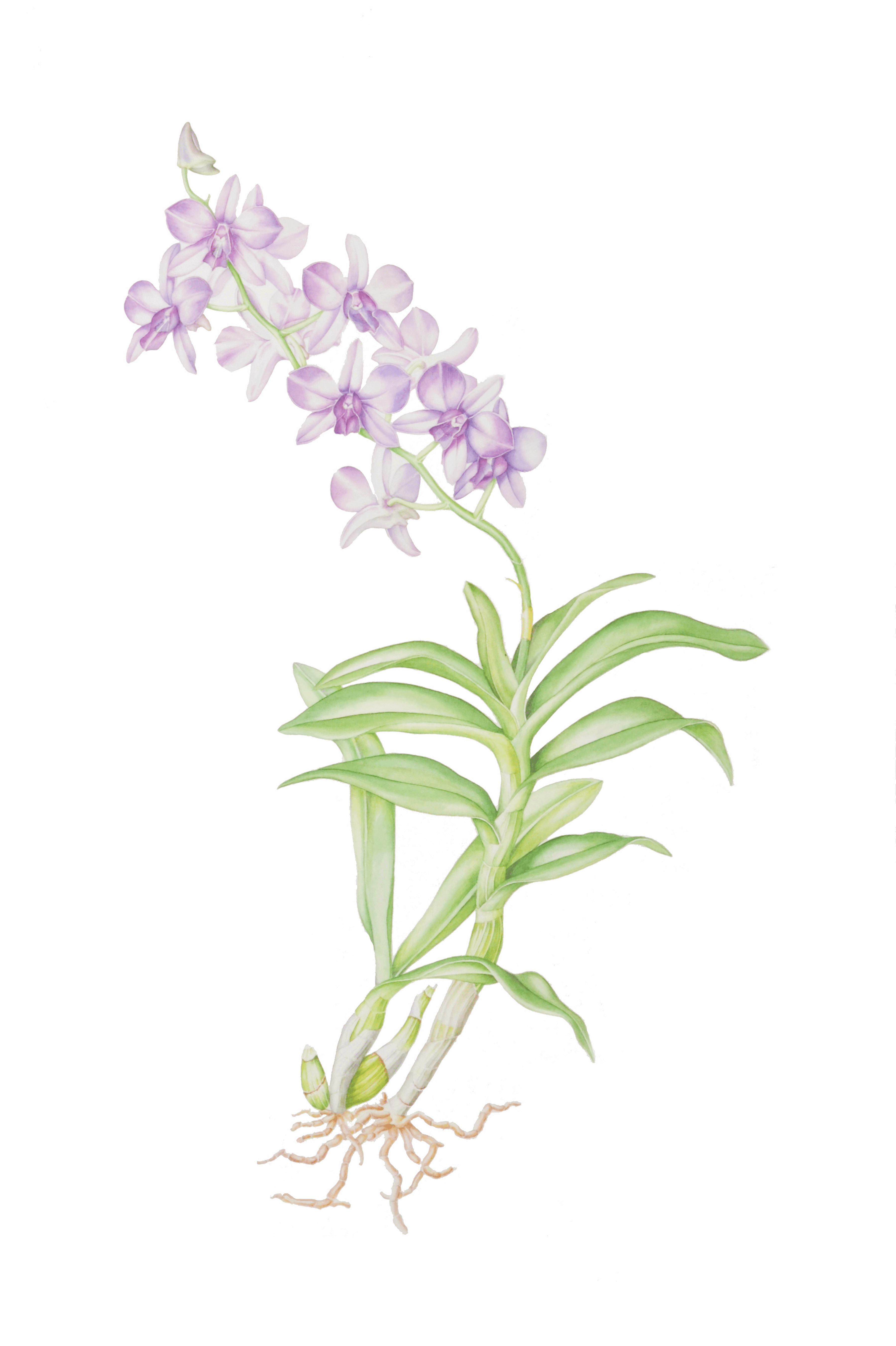 Our botanical illustration exhibit includes art from students and staff