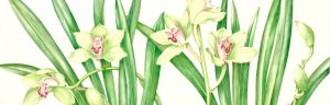 juliet kirby illustration of orchids