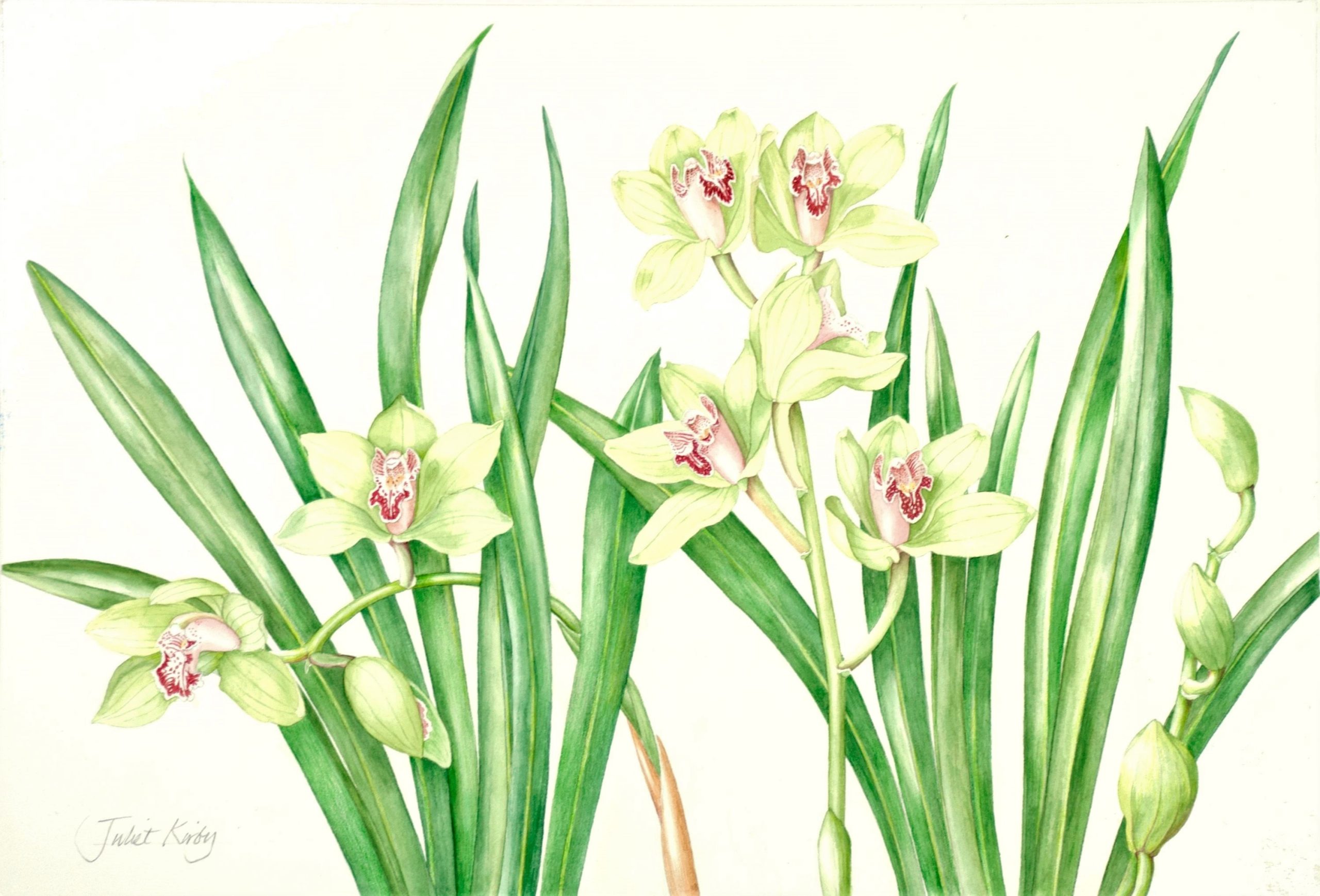 This art by Juliet Kirby is featured in our botanical illustration exhibit