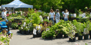 shoppers at the Spring Plantfest