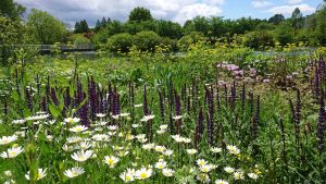 Botany for Gardeners David Pippin