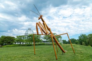 David Rogers' Big Bugs Praying Mantis, IMage by Tom Hennessy
