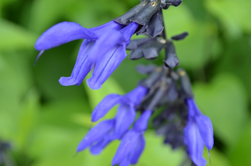 sage, Salvia guaranitica 'Black and Blue'