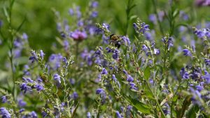 Native Plants for Pollinators: Fall